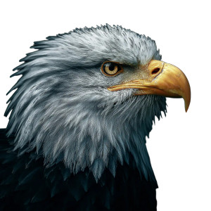 Bald Eagle Close Vinyl Car Decal Sticker – Waterproof & UV-Resistant 3.4133333333333336"
