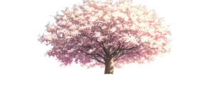 Cherry Blossom Tree V22 Vinyl Car Decal Sticker – Waterproof & UV-Resistant 5.12"