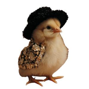 Fashionable Baby Chicken Vinyl Car Decal Sticker – Waterproof & UV-Resistant 3.4133333333333336"