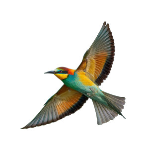 Vibrant Flying Bird Vinyl Car Decal Sticker – Waterproof & UV-Resistant 3.4133333333333336"