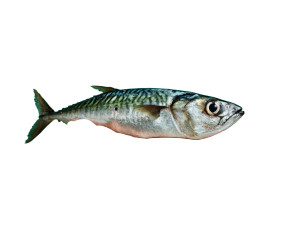 Grimacing Mackerel Vinyl Car Decal Sticker – Waterproof & UV-Resistant 3.2"