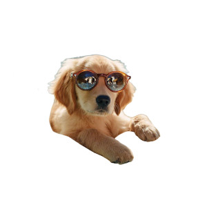 Puppy Pool Float Vinyl Car Decal Sticker – Waterproof & UV-Resistant 3.4133333333333336"
