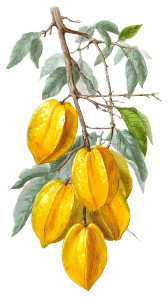 Carambola Fruit V2 Vinyl Car Decal Sticker – Waterproof & UV-Resistant 9.706666666666667" Carambola Fruit V2 Vinyl Car Decal Sticker – Waterproof & UV-Resistant 9.706666666666667"