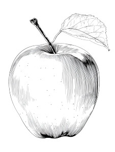 Apple Line Drawing Vinyl Car Decal Sticker – Waterproof & UV-Resistant 8.213333333333333" Apple Line Drawing Vinyl Car Decal Sticker – Waterproof & UV-Resistant 8.213333333333333"