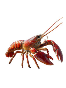 Funny Lobster Vinyl Car Decal Sticker – Waterproof & UV-Resistant 8.213333333333333" Funny Lobster Vinyl Car Decal Sticker – Waterproof & UV-Resistant 8.213333333333333"
