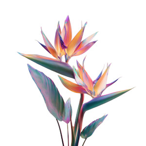 Birds Of Paradise V3 Vinyl Car Decal Sticker – Waterproof & UV-Resistant 6.826666666666667"