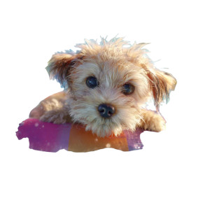 Playful Puppy V3 Vinyl Car Decal Sticker – Waterproof & UV-Resistant 6.826666666666667" Playful Puppy V3 Vinyl Car Decal Sticker – Waterproof & UV-Resistant 6.826666666666667"