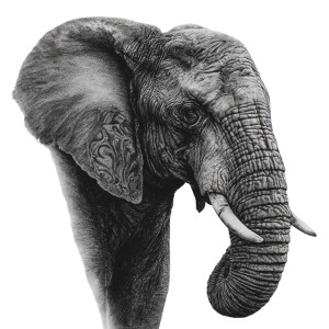 African Elephant Tattoo V2 Vinyl Car Decal Sticker – Waterproof & UV-Resistant 6.826666666666667"