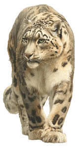 Snow Leopard Illustration Vinyl Car Decal Sticker – Waterproof & UV-Resistant 9.706666666666667"