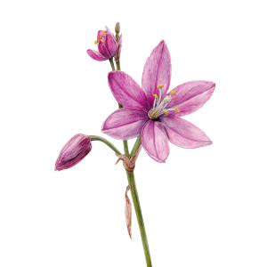 Vanilla Lily Vinyl Car Decal Sticker – Waterproof & UV-Resistant 3.4133333333333336"
