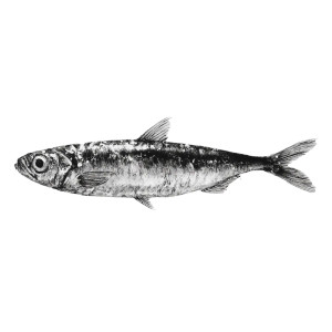 Ink Painted Sardine Vinyl Car Decal Sticker – Waterproof & UV-Resistant 6.826666666666667"