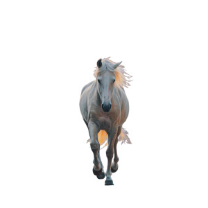 Majestic Fairy Horse Vinyl Car Decal Sticker – Waterproof & UV-Resistant 6.826666666666667" Majestic Fairy Horse Vinyl Car Decal Sticker – Waterproof & UV-Resistant 6.826666666666667"