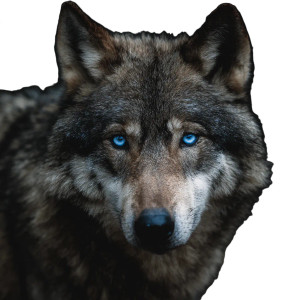 Blue-Eyed Wolf V3 Vinyl Car Decal Sticker – Waterproof & UV-Resistant 3.4133333333333336" Blue-Eyed Wolf V3 Vinyl Car Decal Sticker – Waterproof & UV-Resistant 3.4133333333333336"