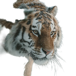 Majestic Snow Tiger V2 Vinyl Car Decal Sticker – Waterproof & UV-Resistant 3.4133333333333336" Majestic Snow Tiger V2 Vinyl Car Decal Sticker – Waterproof & UV-Resistant 3.4133333333333336"