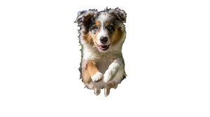 Happy Aussie Puppy V2 Vinyl Car Decal Sticker – Waterproof & UV-Resistant 2.72"