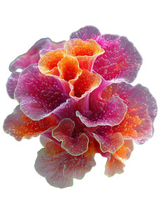Neon Coral Structure Vinyl Car Decal Sticker – Waterproof & UV-Resistant 8.213333333333333"