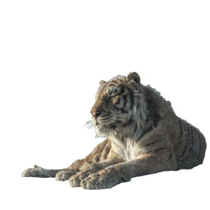 Sabre Tooth Tiger V2 Vinyl Car Decal Sticker – Waterproof & UV-Resistant 3.4133333333333336"