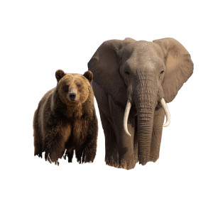 Bear And Elephant Vinyl Car Decal Sticker – Waterproof & UV-Resistant 6.826666666666667"