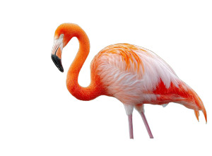 Grazing Flamingo Vinyl Car Decal Sticker – Waterproof & UV-Resistant 3.1466666666666665"