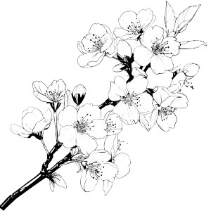Cherry Blossom Branch V18 Vinyl Car Decal Sticker – Waterproof & UV-Resistant 6.826666666666667"