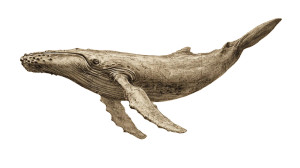 Humpback Whale Art Vinyl Car Decal Sticker – Waterproof & UV-Resistant 5.4