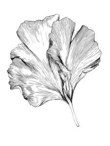 Botanical Rose Petal Vinyl Car Decal Sticker – Waterproof & UV-Resistant 4.1066666666666665"
