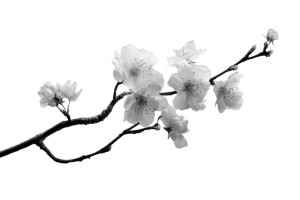 Cherry Blossom Branch V19 Vinyl Car Decal Sticker – Waterproof & UV-Resistant 2.986666666666667"
