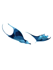 Underwater Manta Rays Vinyl Car Decal Sticker – Waterproof & UV-Resistant 8.213333333333333"
