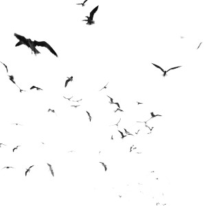 Birds In Flight V5 Vinyl Car Decal Sticker – Waterproof & UV-Resistant 3.4133333333333336"