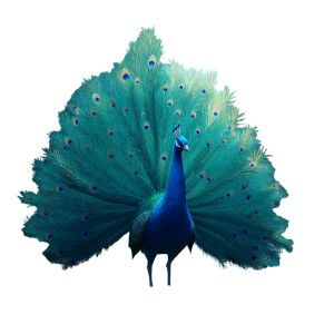 Anime Peacock Vinyl Car Decal Sticker – Waterproof & UV-Resistant 3.4133333333333336"