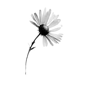Daisy Watercolour Vinyl Car Decal Sticker – Waterproof & UV-Resistant 3.4133333333333336"