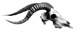Evil Goat Skull V3 Vinyl Car Decal Sticker – Waterproof & UV-Resistant 2.