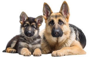 German Shepherd Duo V2 Vinyl Car Decal Sticker – Waterproof & UV-Resistant 2.986666666666667"