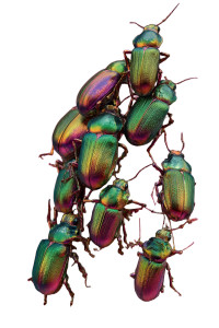 Iridescent Beetles Crawl Vinyl Car Decal Sticker – Waterproof & UV-Resistant 4.4