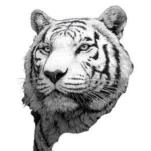 Majestic White Tiger V16 Vinyl Car Decal Sticker – Waterproof & UV-Resistant 6.826666666666667" Majestic White Tiger V16 Vinyl Car Decal Sticker – Waterproof & UV-Resistant 6.826666666666667"