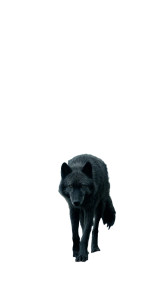 Dark Coastal Wolf Vinyl Car Decal Sticker – Waterproof & UV-Resistant 4.8533333333333335"