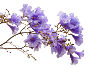 Jacaranda Blossoms Vinyl Car Decal Sticker – Waterproof & UV-Resistant 6.1866666666666665" Jacaranda Blossoms Vinyl Car Decal Sticker – Waterproof & UV-Resistant 6.1866666666666665"