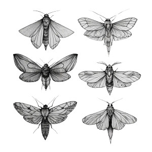 Moth Tattoo Designs Vinyl Car Decal Sticker – Waterproof & UV-Resistant 6.826666666666667"