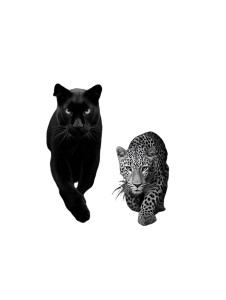 Panther And Leopard Vinyl Car Decal Sticker – Waterproof & UV-Resistant 4.1066666666666665"
