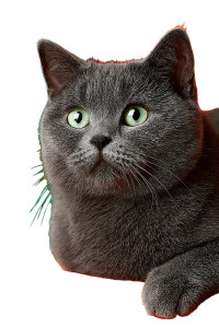 British Cat V2 Vinyl Car Decal Sticker – Waterproof & UV-Resistant 4.4