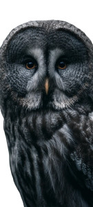 Mysterious Black Owl Vinyl Car Decal Sticker – Waterproof & UV-Resistant 10.8 Mysterious Black Owl Vinyl Car Decal Sticker – Waterproof & UV-Resistant 10.8