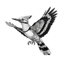 Flying Hoopoe Vinyl Car Decal Sticker – Waterproof & UV-Resistant 8.0"