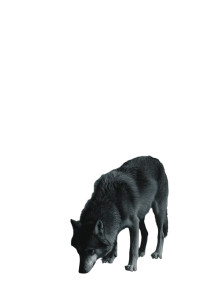 Moody Wolf Side Eye Vinyl Car Decal Sticker – Waterproof & UV-Resistant 4.4