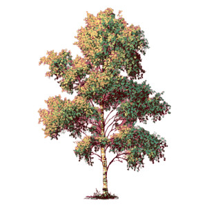 Pixel Birch Tree Vinyl Car Decal Sticker – Waterproof & UV-Resistant 3.4133333333333336"