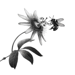 Bee On Passiflora V2 Vinyl Car Decal Sticker – Waterproof & UV-Resistant 3.4133333333333336" Bee On Passiflora V2 Vinyl Car Decal Sticker – Waterproof & UV-Resistant 3.4133333333333336"