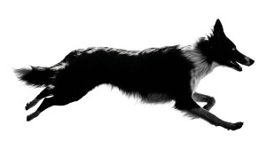 Running Border Collie V6 Vinyl Car Decal Sticker – Waterproof & UV-Resistant 2.72"