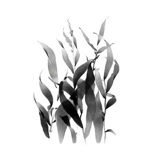 California Kelp Fronds Vinyl Car Decal Sticker – Waterproof & UV-Resistant 3.4133333333333336" California Kelp Fronds Vinyl Car Decal Sticker – Waterproof & UV-Resistant 3.4133333333333336"
