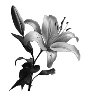 Grayscale Lily Vinyl Car Decal Sticker – Waterproof & UV-Resistant 3.4133333333333336" Grayscale Lily Vinyl Car Decal Sticker – Waterproof & UV-Resistant 3.4133333333333336"