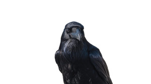 Dominant Black Crow Vinyl Car Decal Sticker – Waterproof & UV-Resistant 5.4