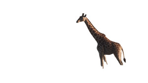 Adolescent Giraffe Vinyl Car Decal Sticker – Waterproof & UV-Resistant 2.72"
